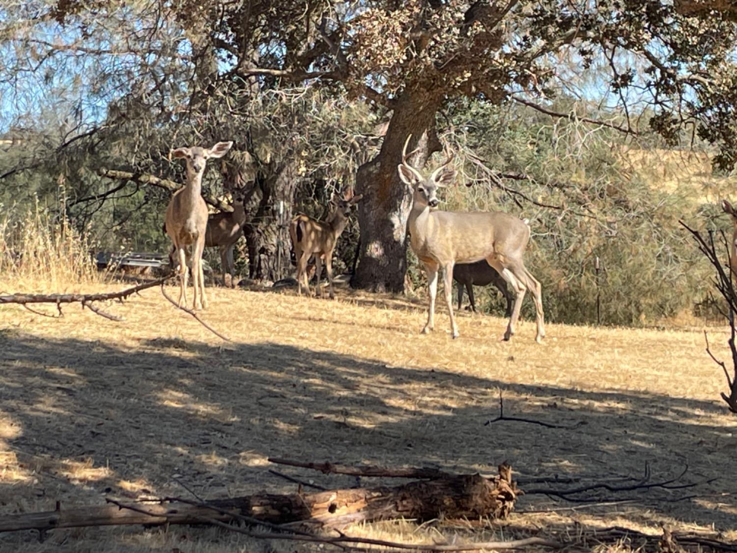 Siegel, Valley Springs, California image 27