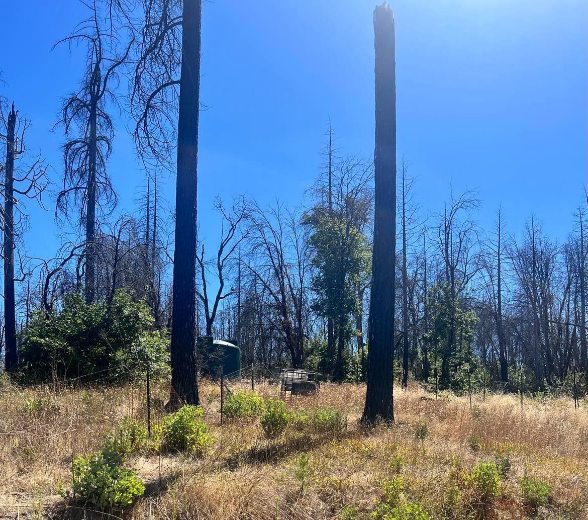 Simpson Ranch Road, Berry Creek, California image 10