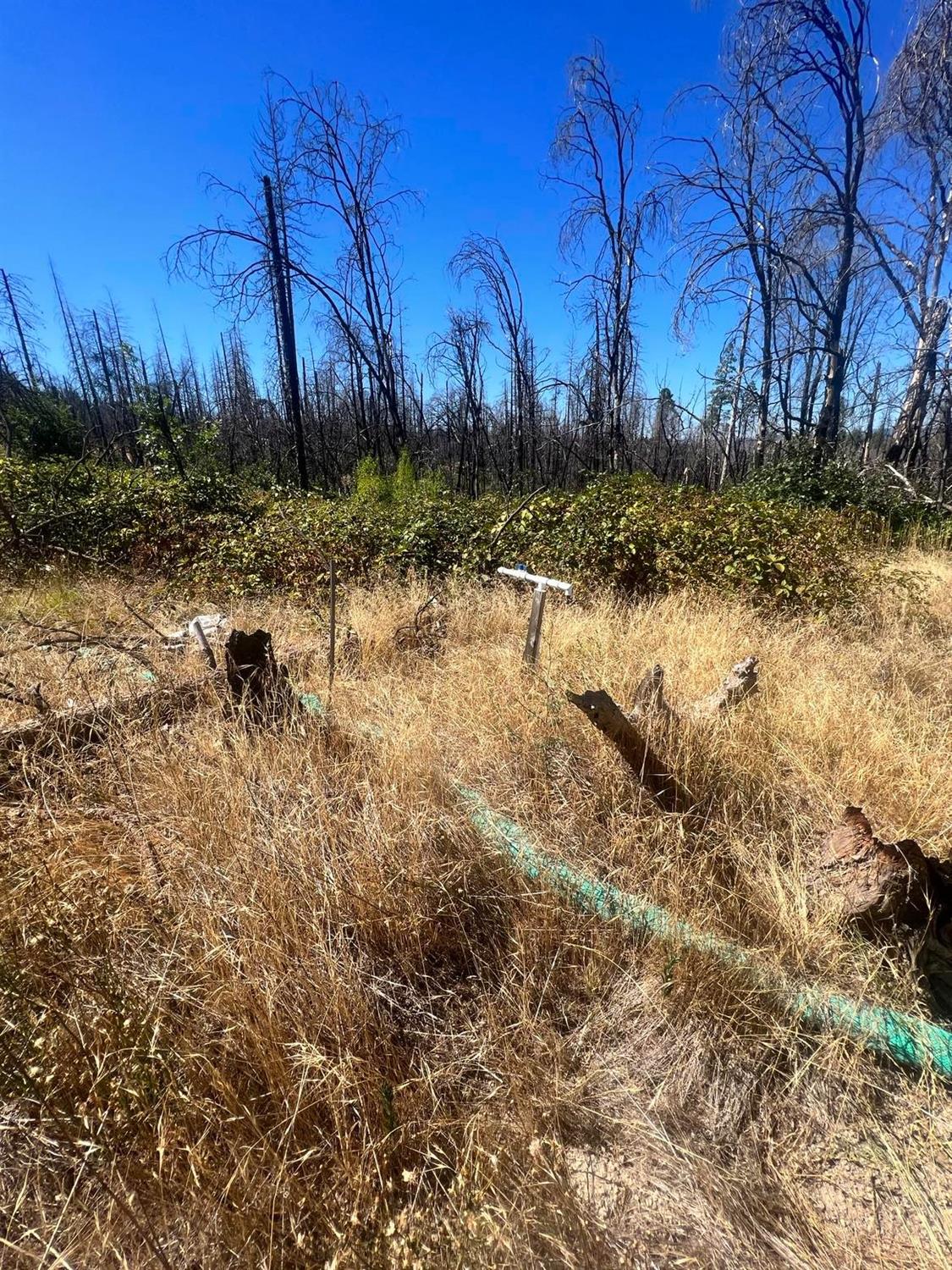 Simpson Ranch Road, Berry Creek, California image 8