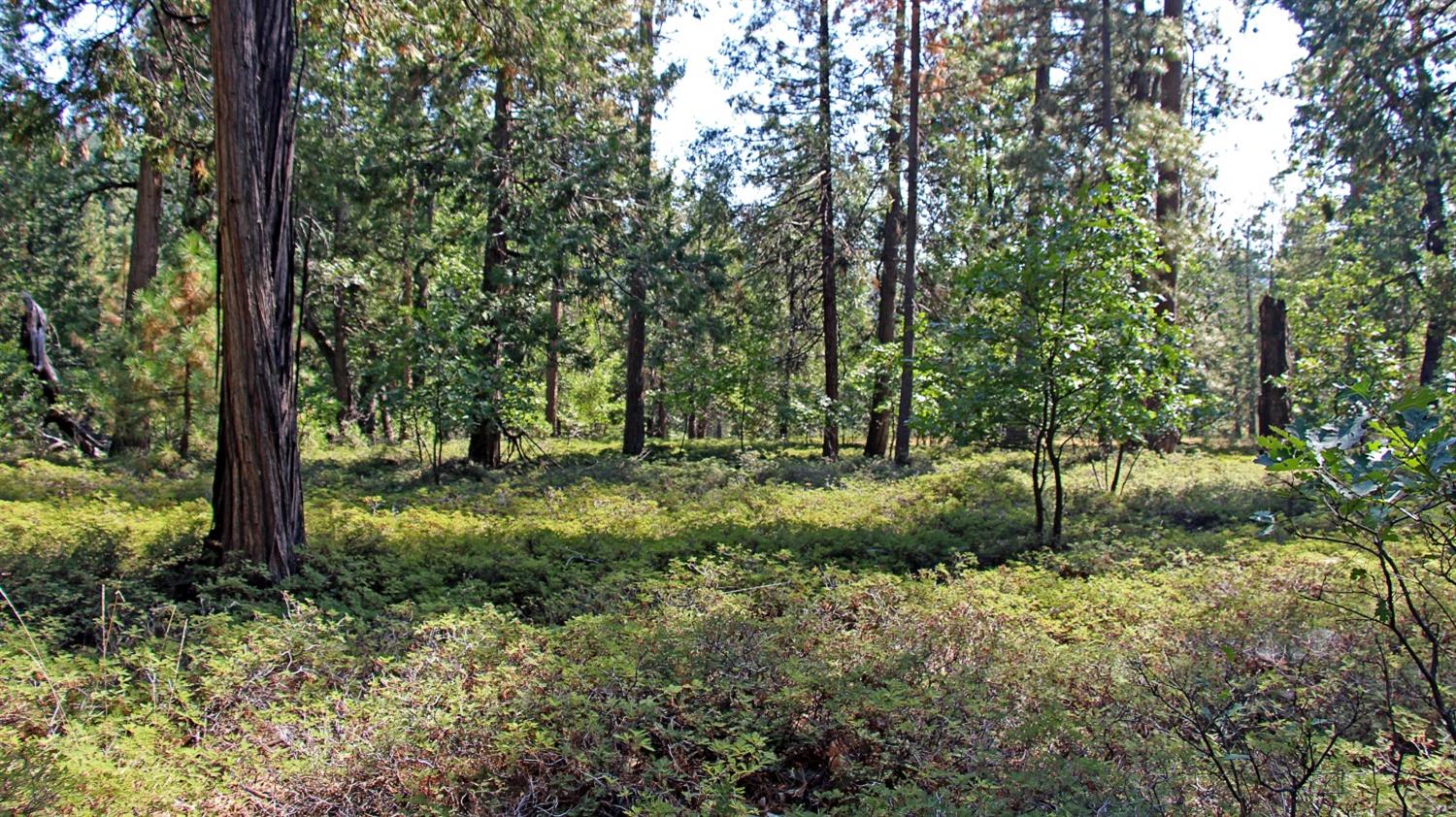 TBD Emerald Forest, Pollock Pines, California image 21