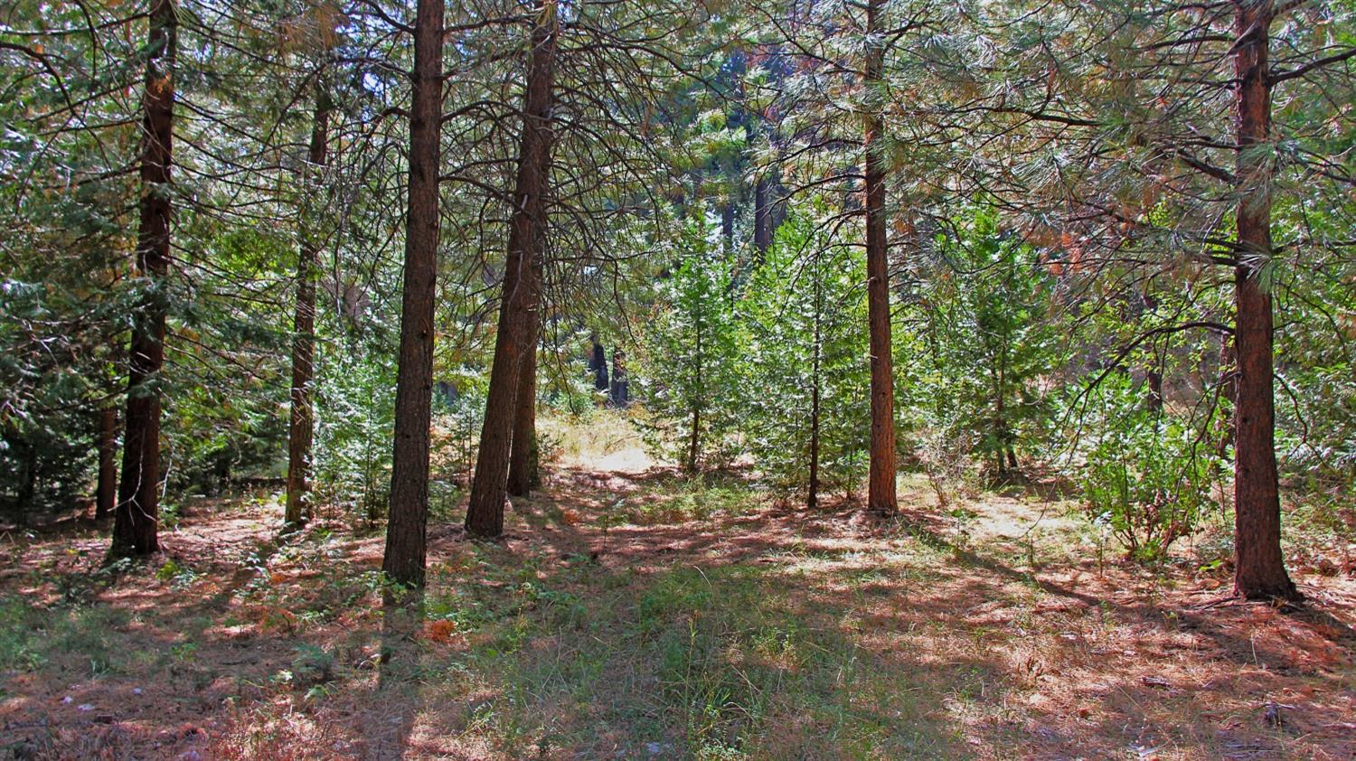 TBD Emerald Forest, Pollock Pines, California image 17