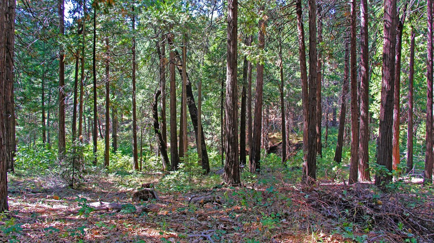 TBD Emerald Forest, Pollock Pines, California image 5