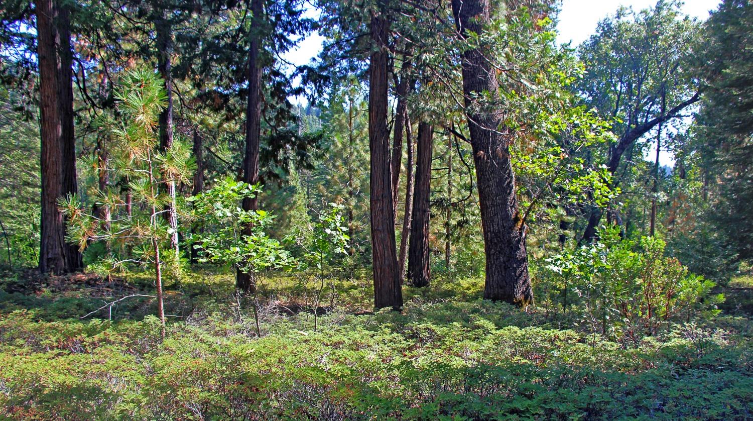 TBD Emerald Forest, Pollock Pines, California image 15