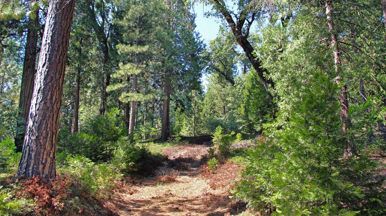 TBD Emerald Forest, Pollock Pines, California image 16