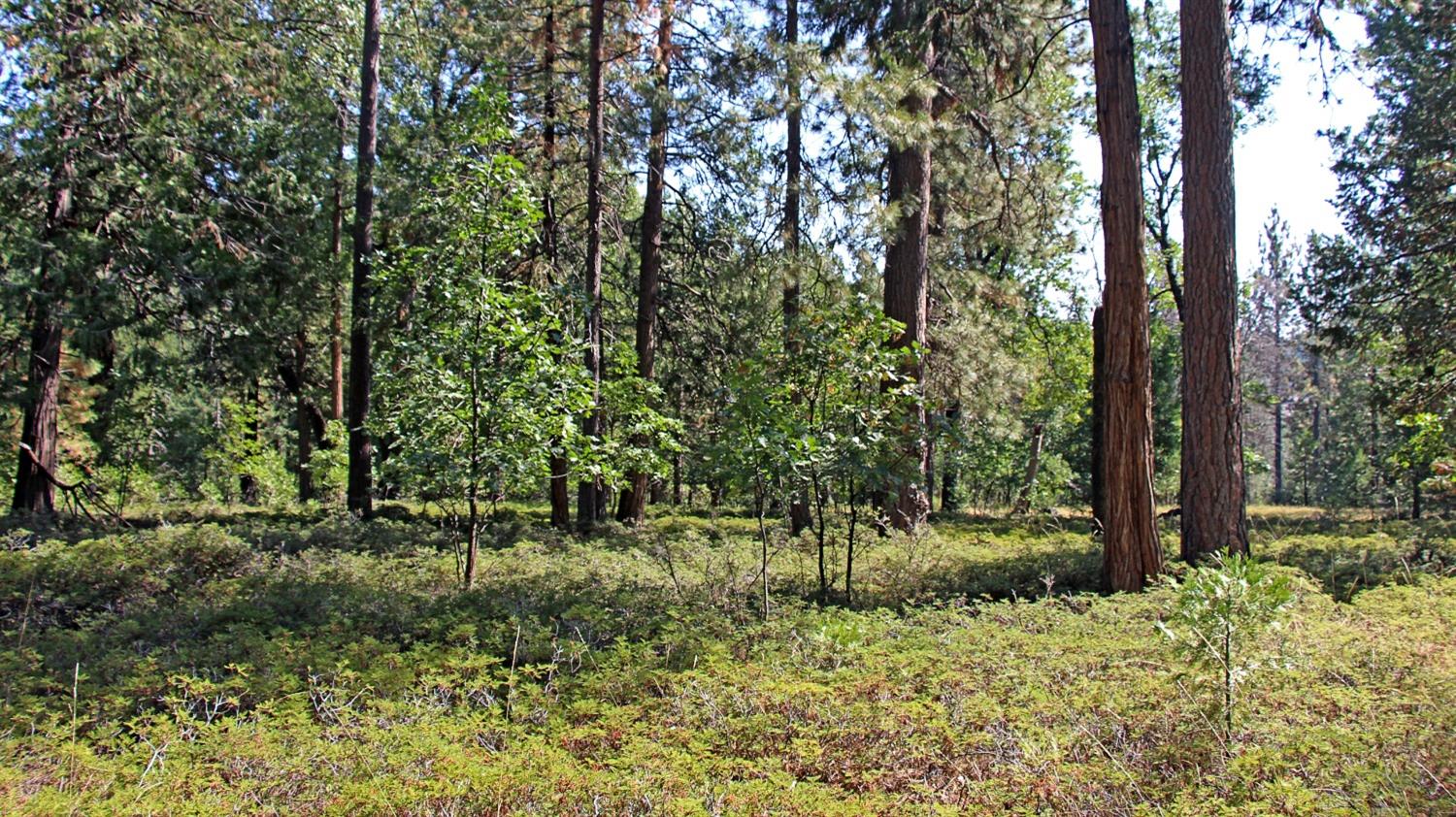 TBD Emerald Forest, Pollock Pines, California image 4