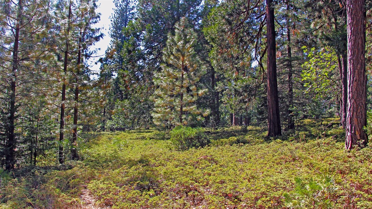 TBD Emerald Forest, Pollock Pines, California image 8