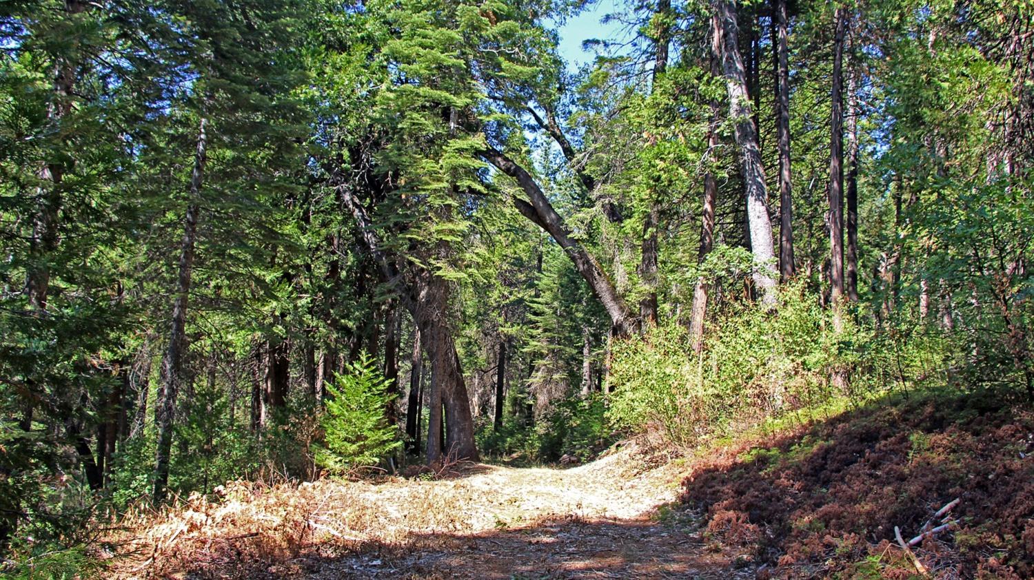 TBD Emerald Forest, Pollock Pines, California image 10