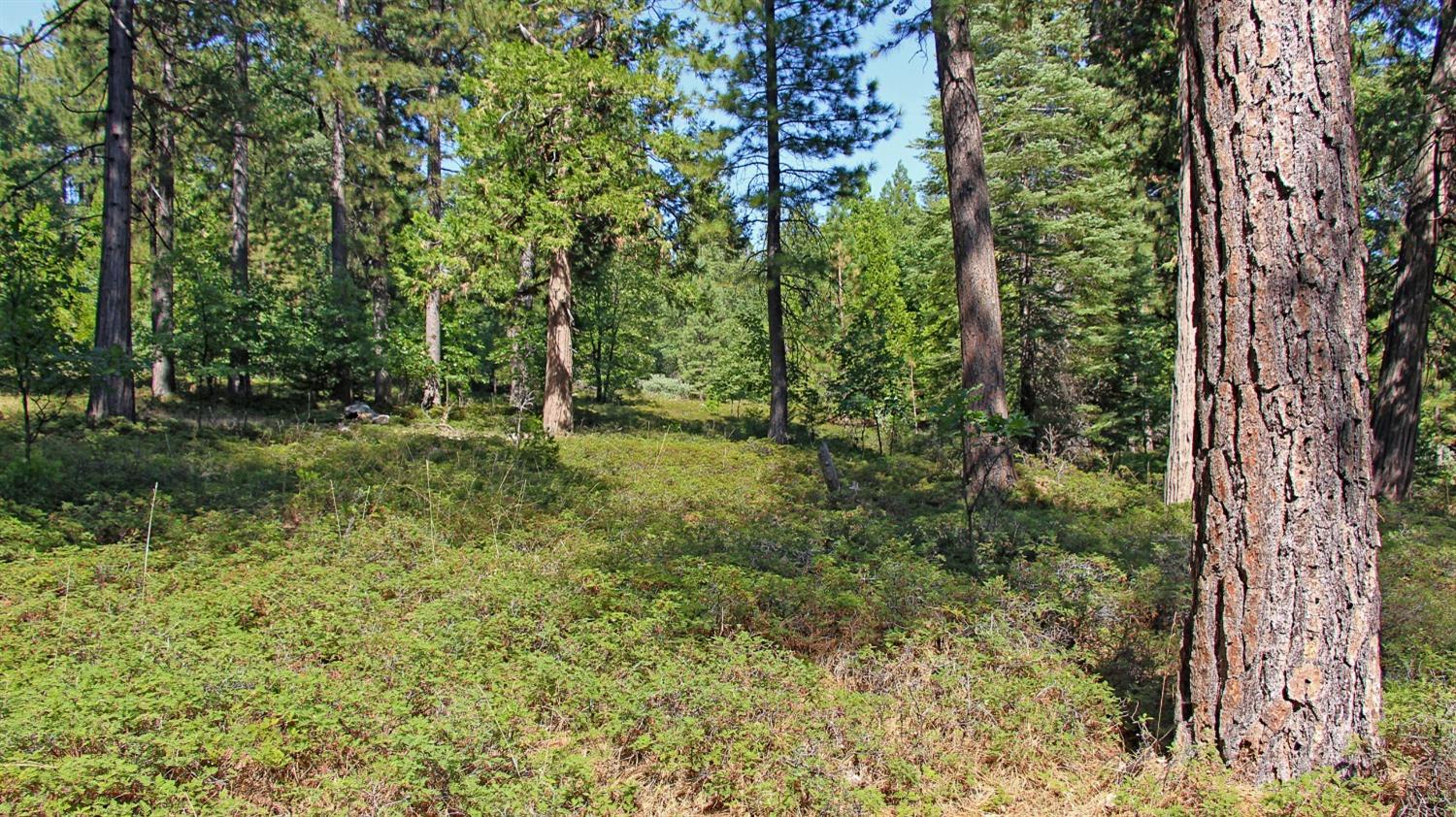 TBD Emerald Forest, Pollock Pines, California image 11