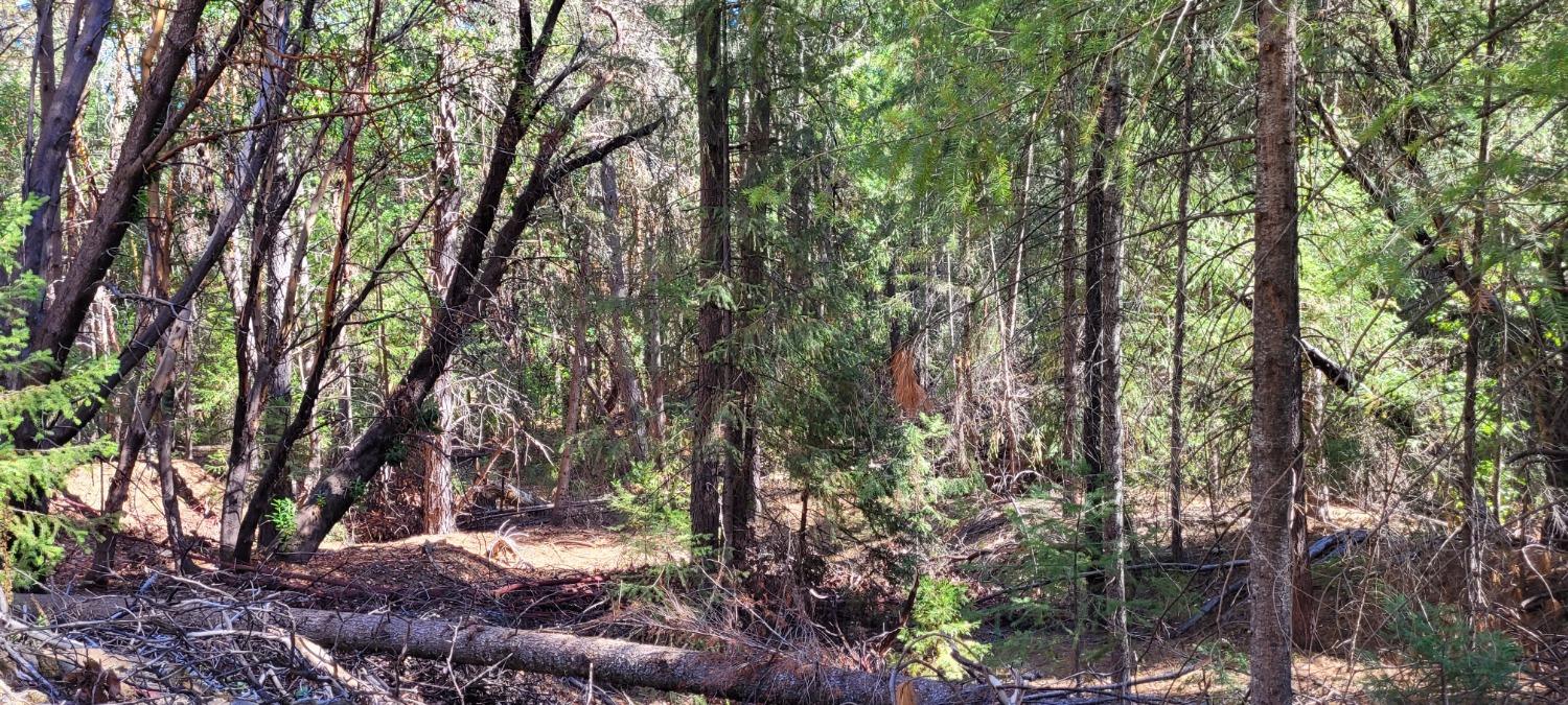 Big Blue Road, Nevada City, California image 8