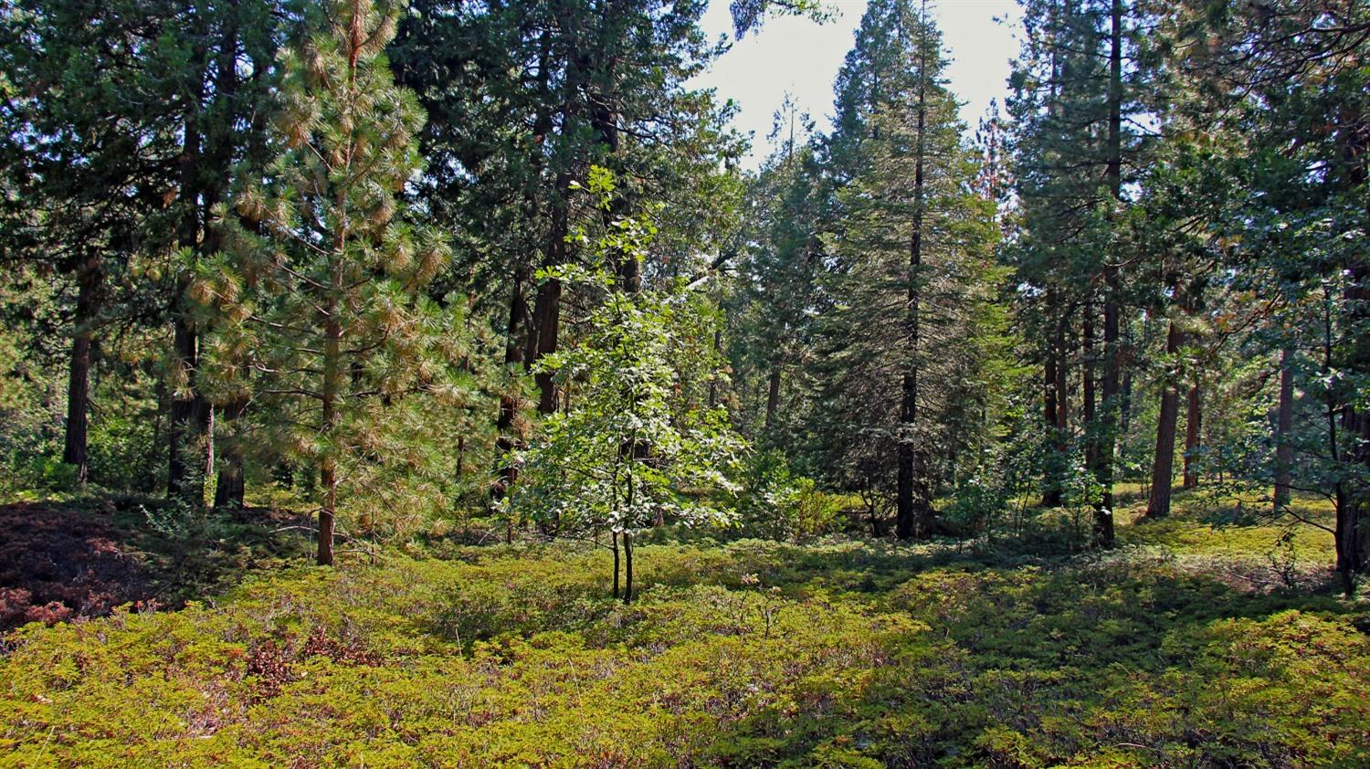 TBD Emerald Forest, Pollock Pines, California image 18