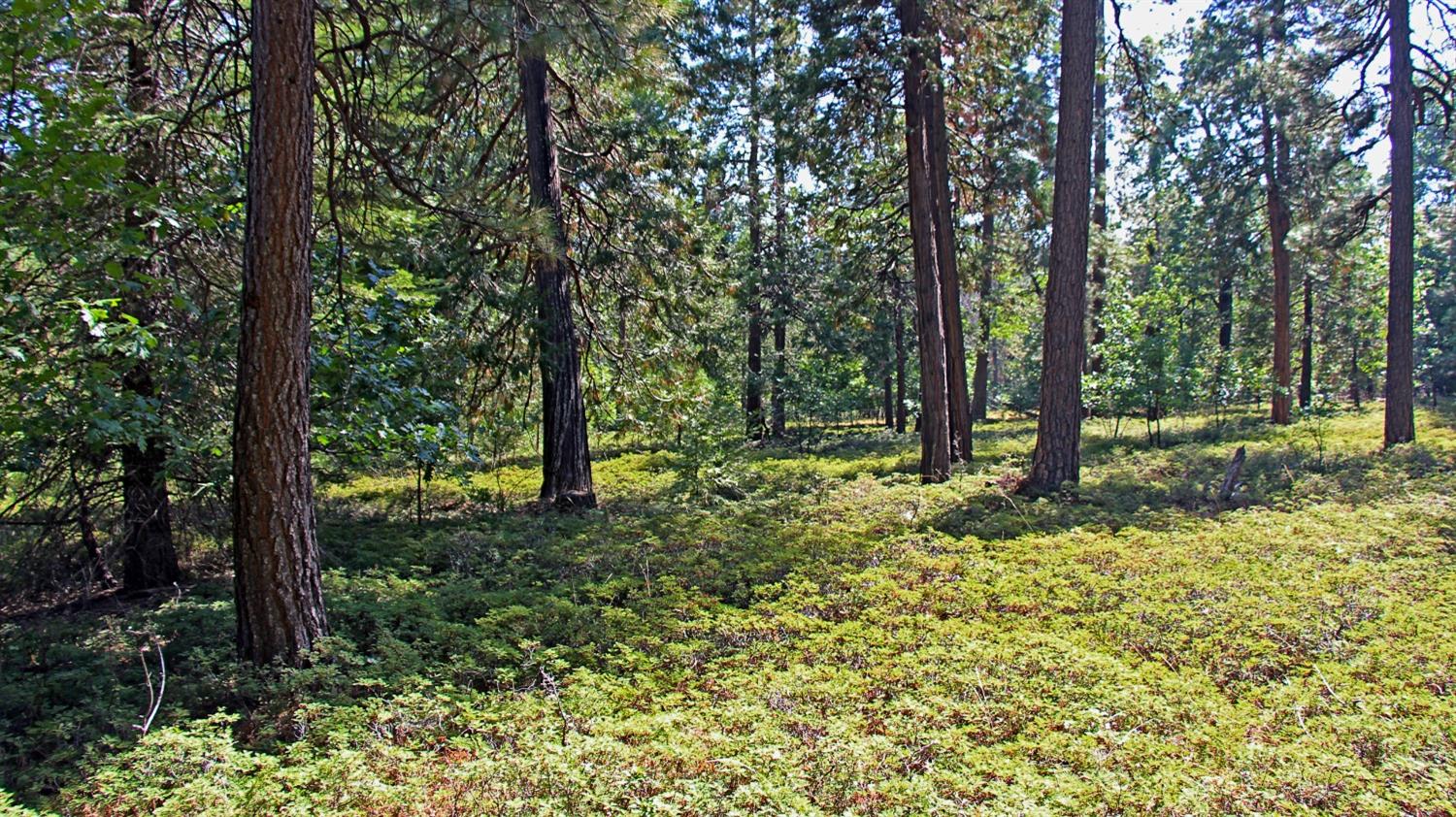 TBD Emerald Forest, Pollock Pines, California image 14