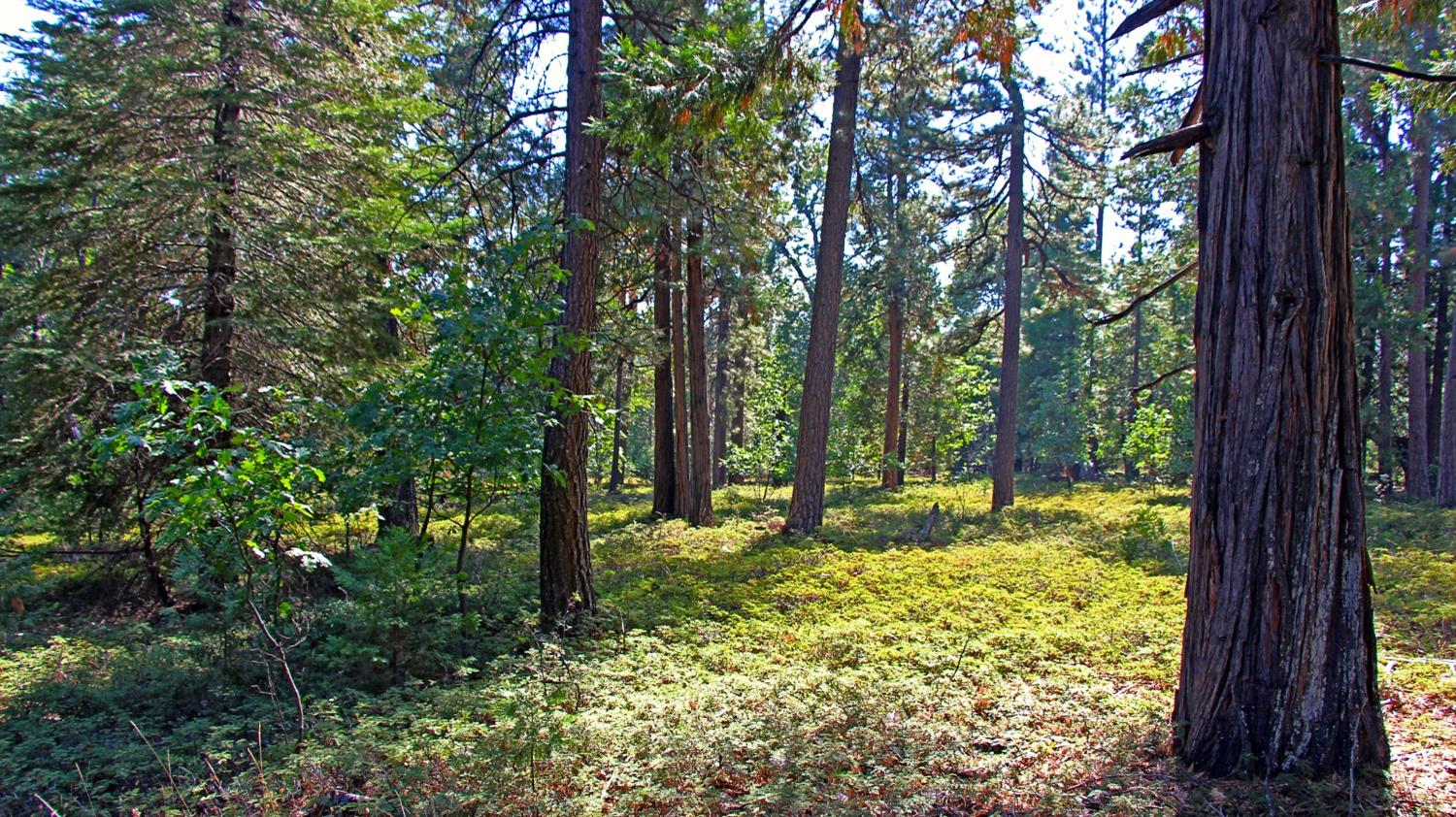 TBD Emerald Forest, Pollock Pines, California image 1