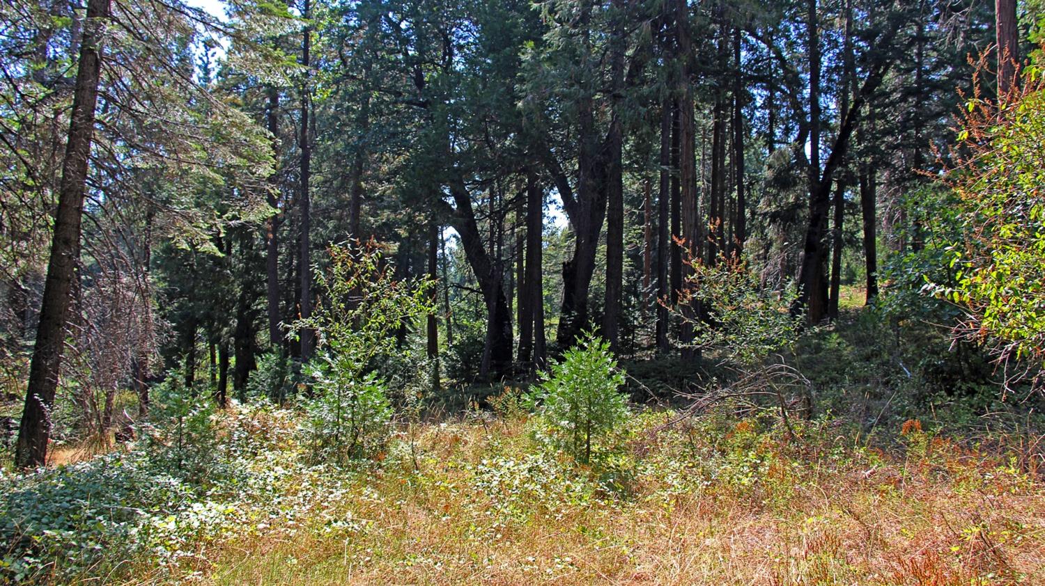 TBD Emerald Forest, Pollock Pines, California image 6