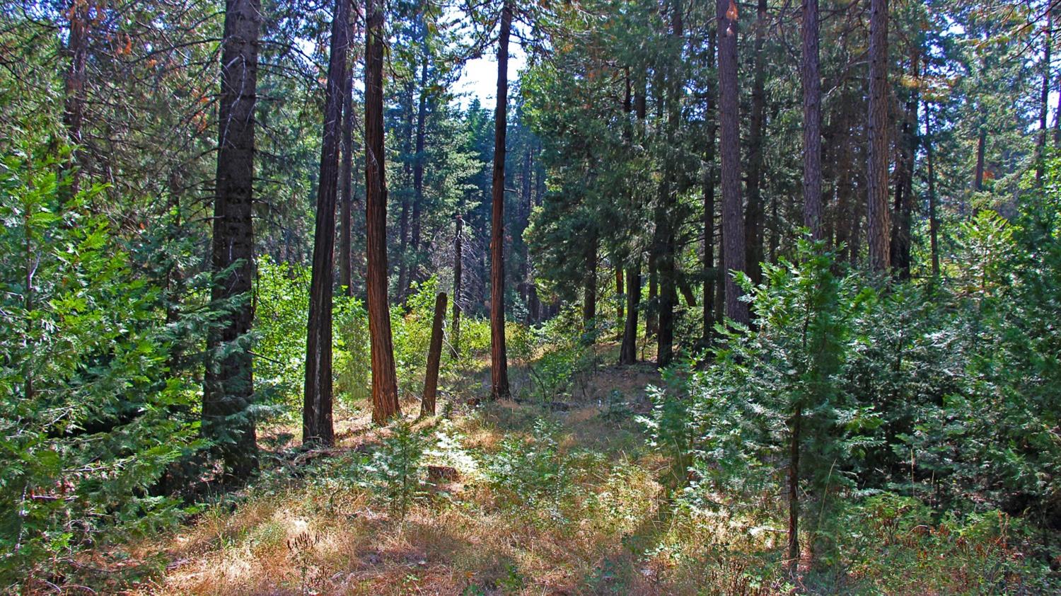 TBD Emerald Forest, Pollock Pines, California image 12