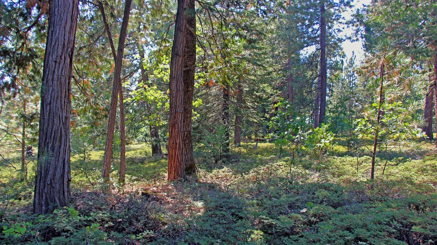 TBD Emerald Forest, Pollock Pines, California image 19