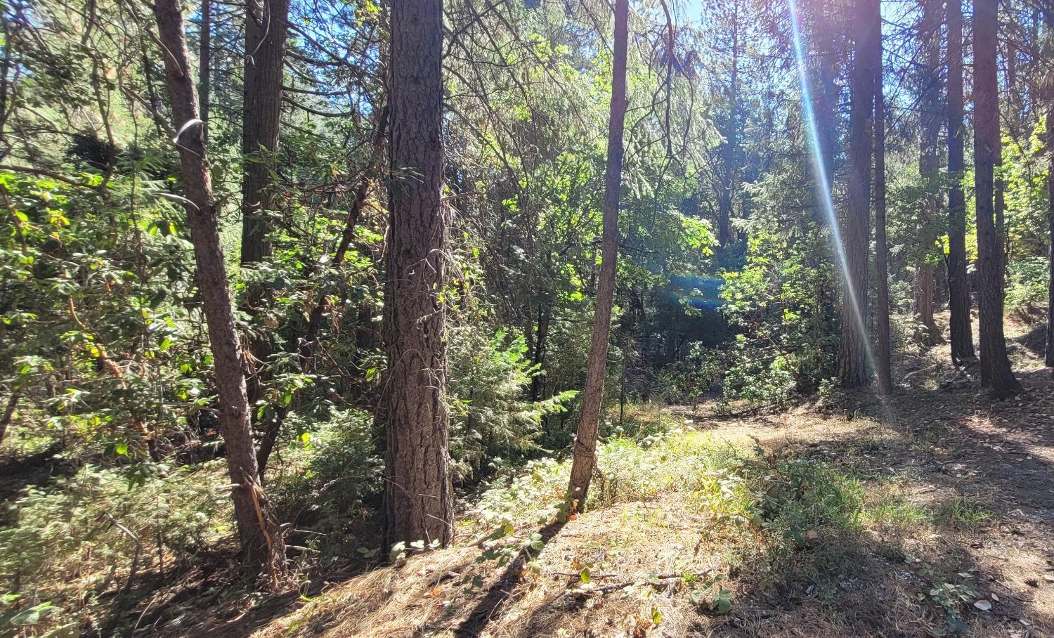 Big Blue Road, Nevada City, California image 1