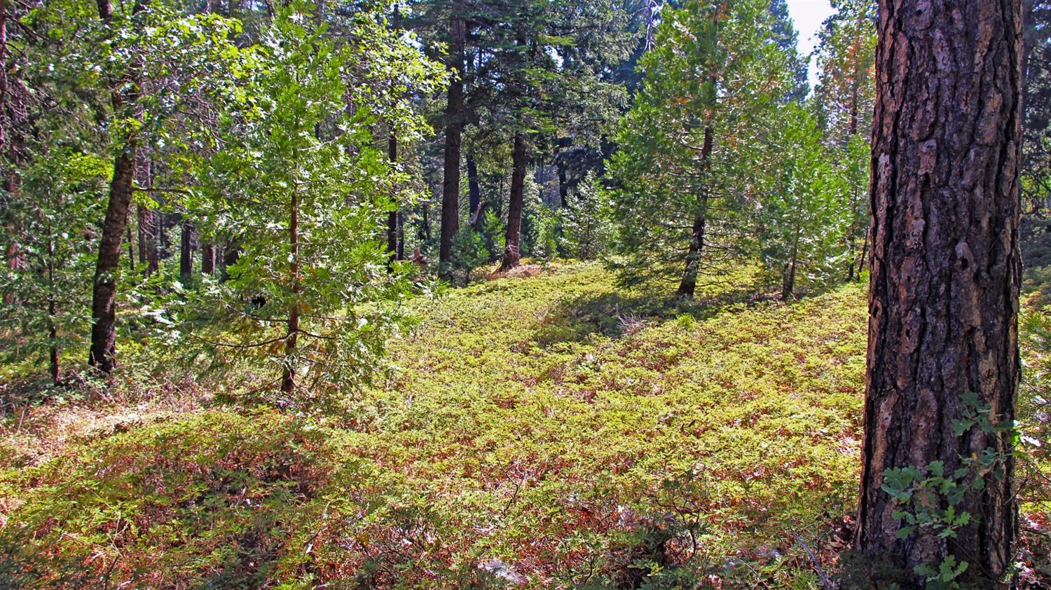 TBD Emerald Forest, Pollock Pines, California image 13