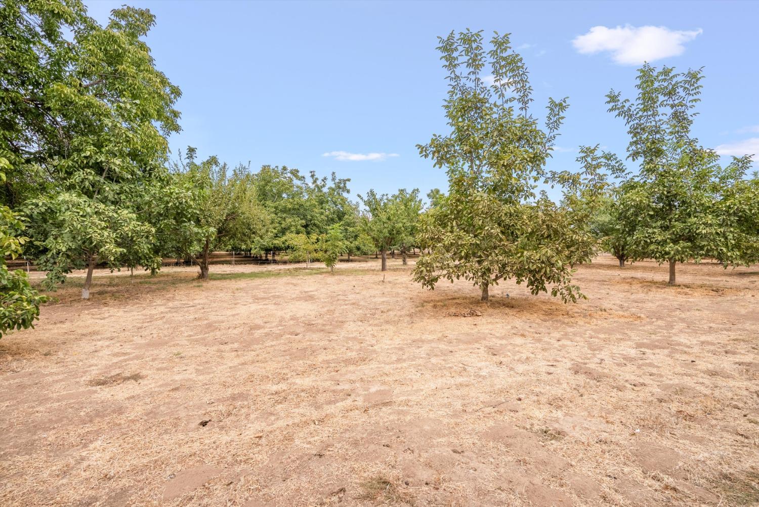 Almond Avenue, Biggs, California image 48