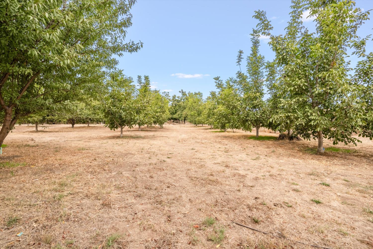 Almond Avenue, Biggs, California image 9