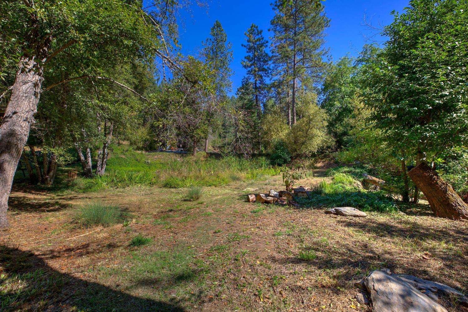 Tree Farm, Colfax, California image 36