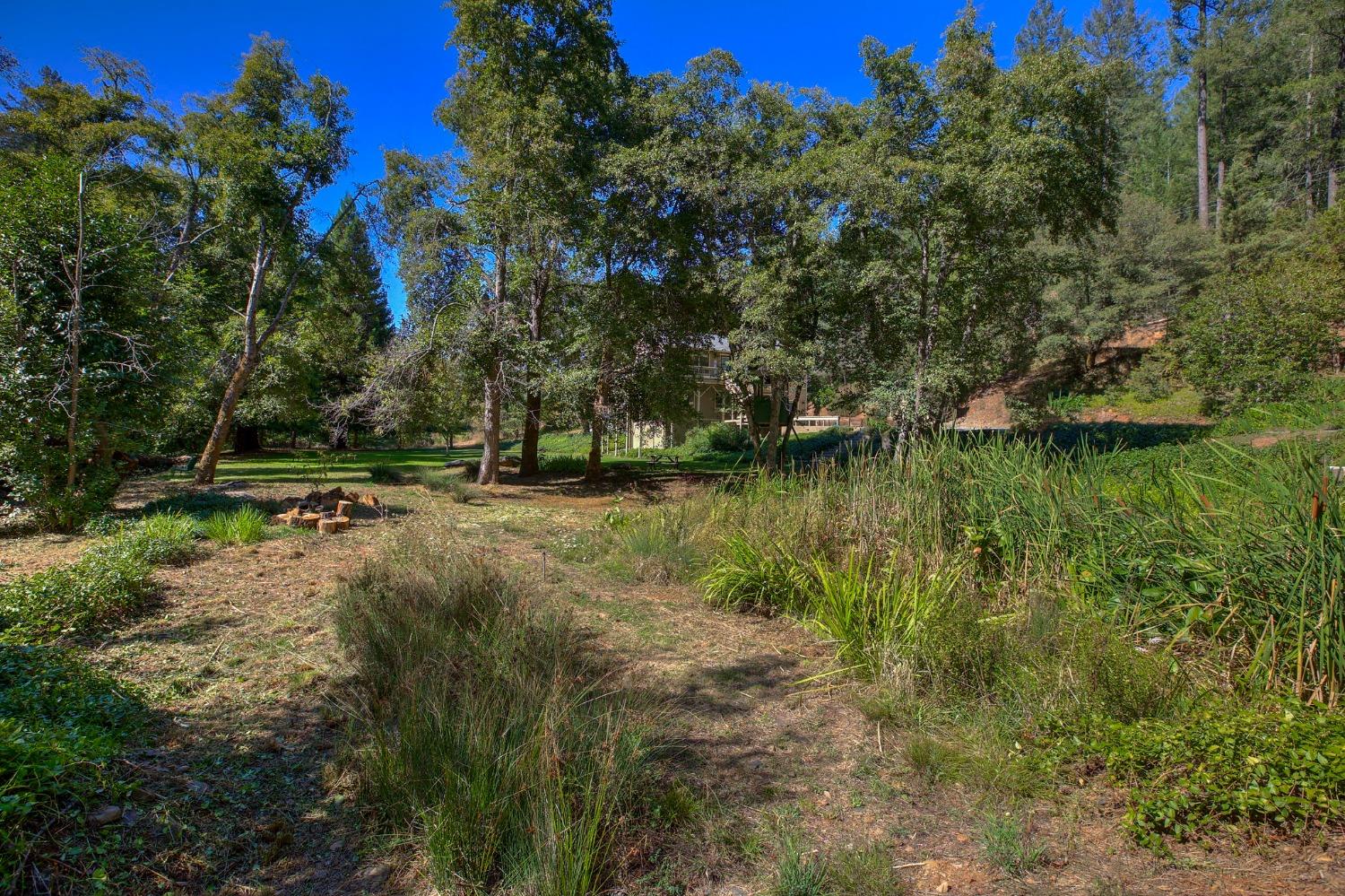 Tree Farm, Colfax, California image 44