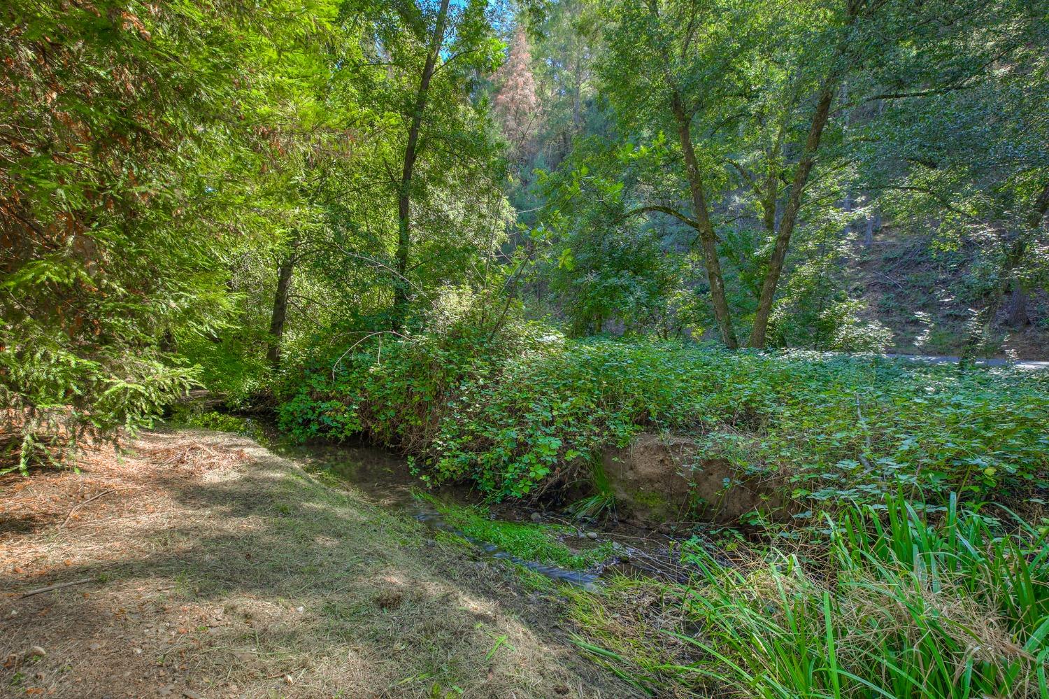 Tree Farm, Colfax, California image 33