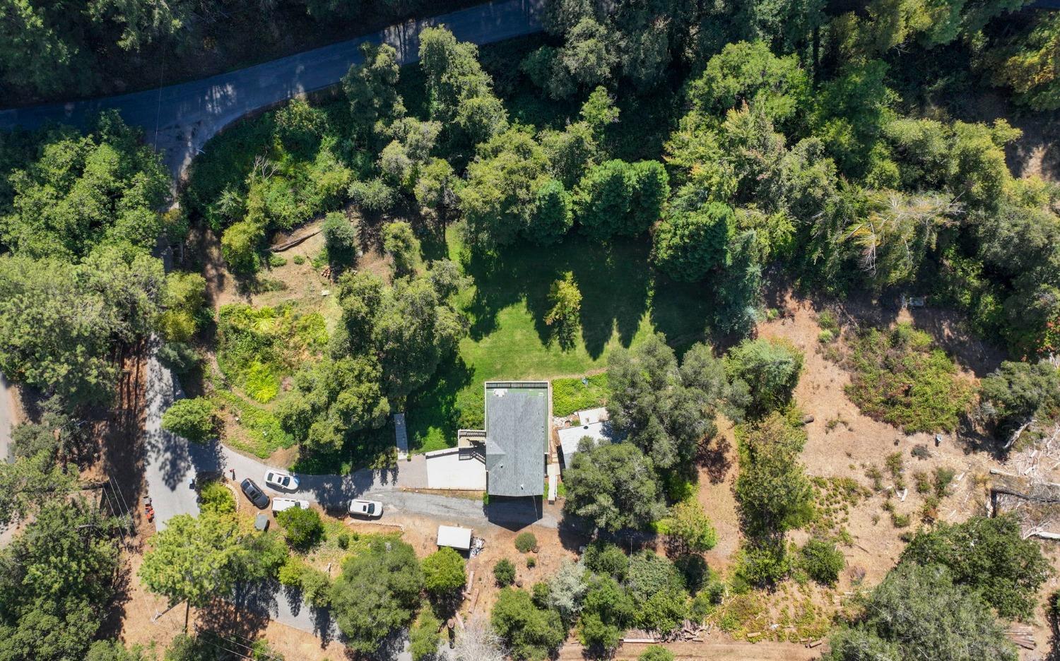 Tree Farm, Colfax, California image 50