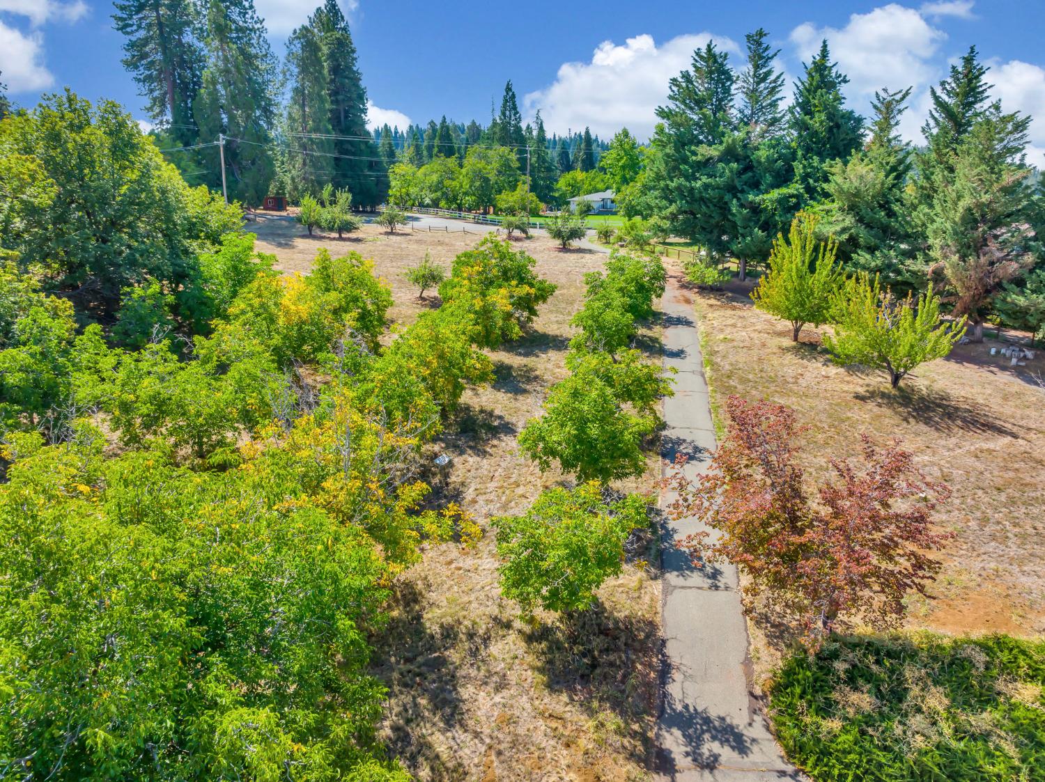 Mace Road, Camino, California image 14