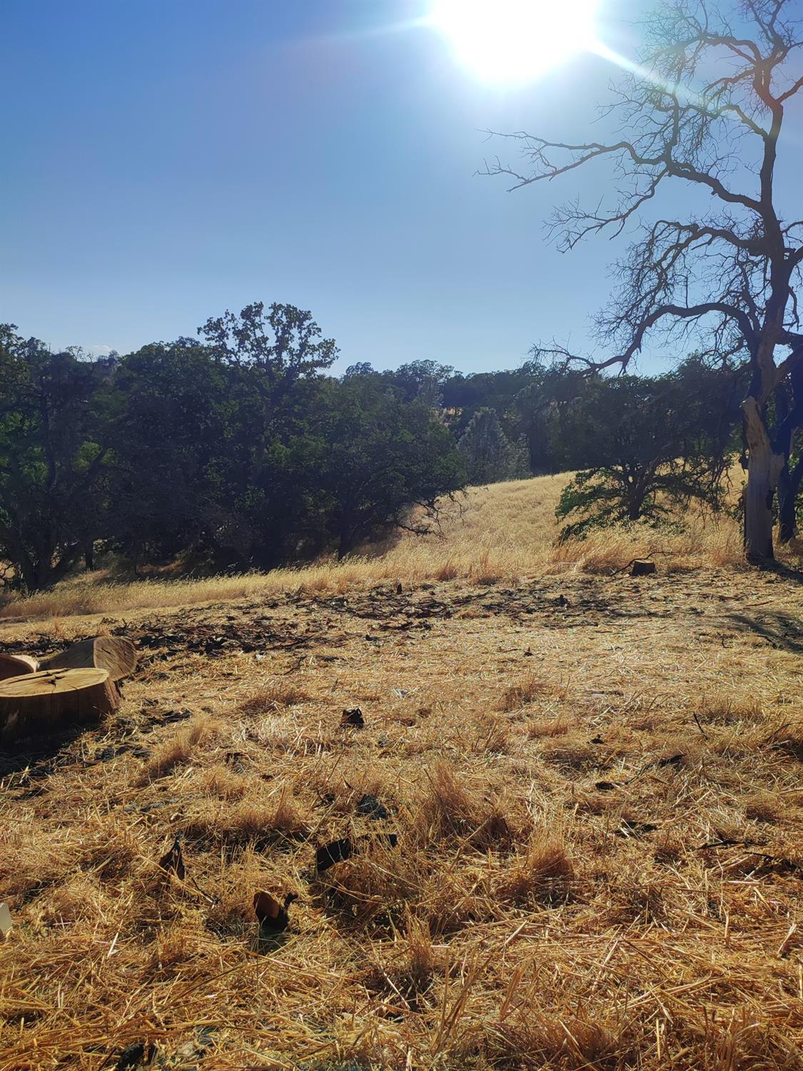 Springfield Point, Corning, California image 6