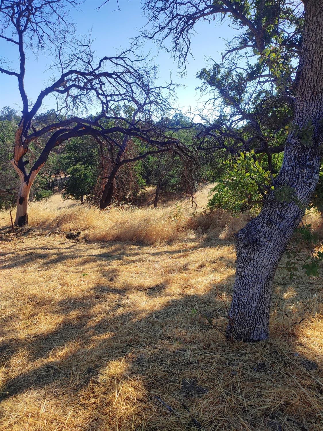 Springfield Point, Corning, California image 18
