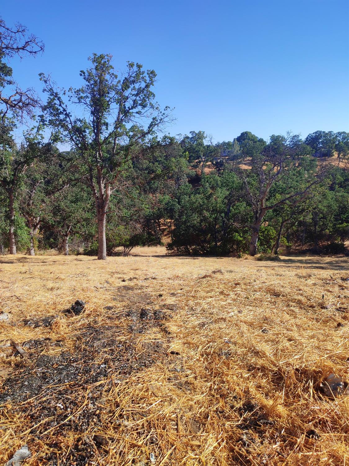 Springfield Point, Corning, California image 8