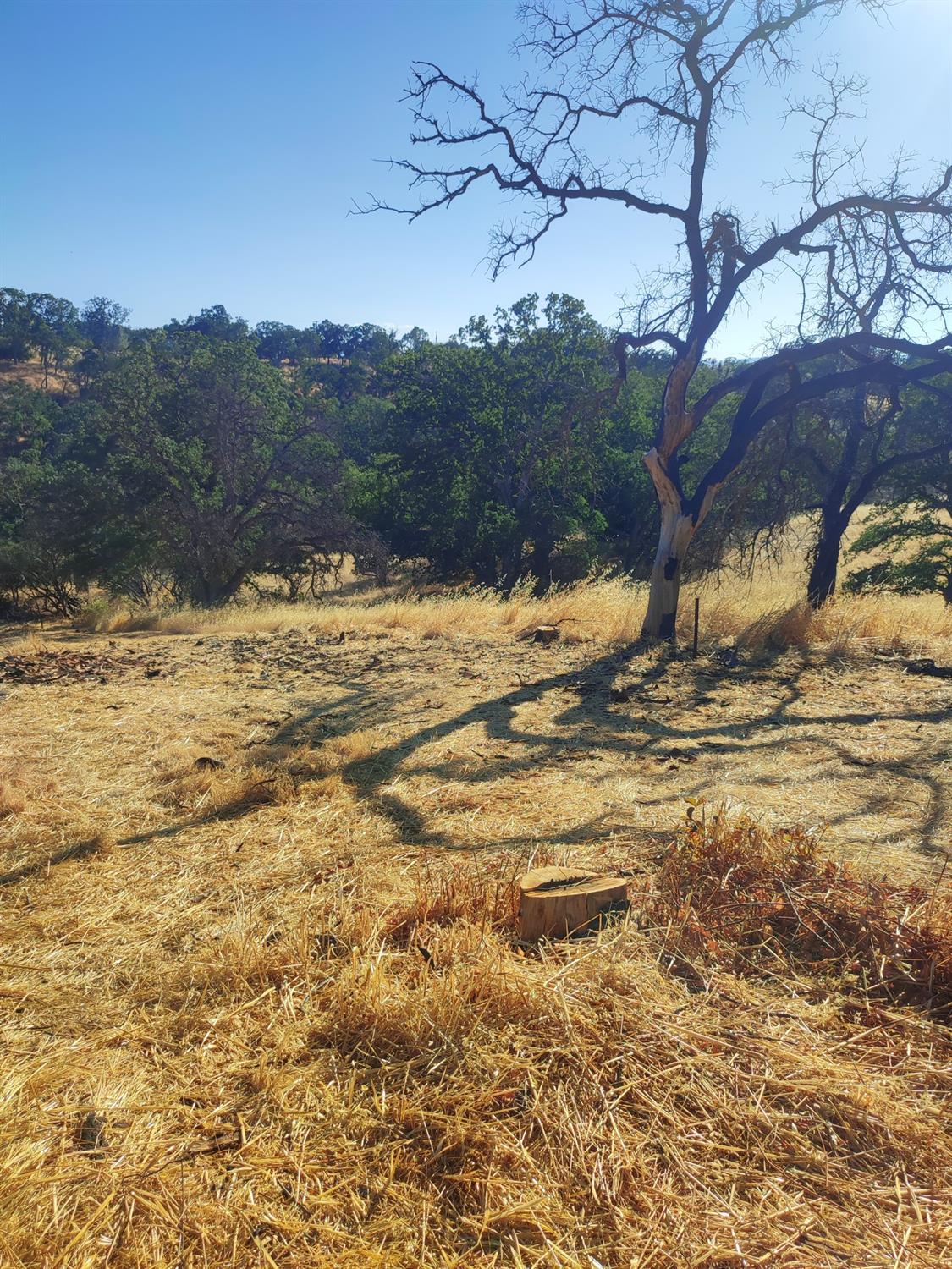 Springfield Point, Corning, California image 12