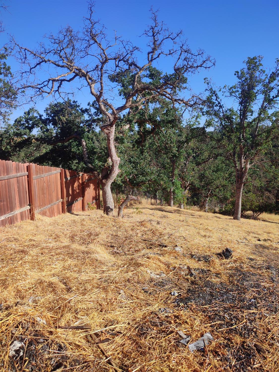 Springfield Point, Corning, California image 9