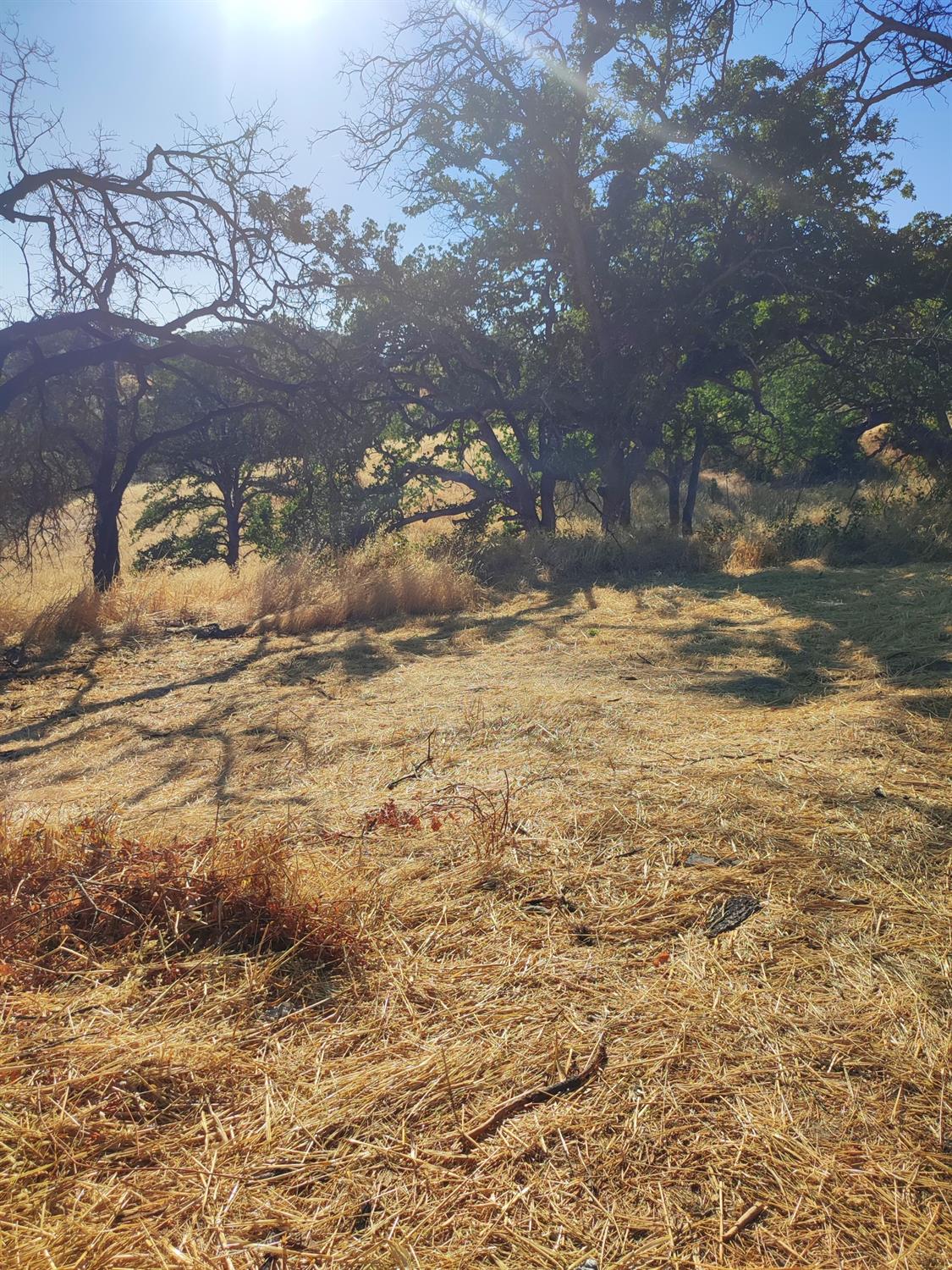 Springfield Point, Corning, California image 11