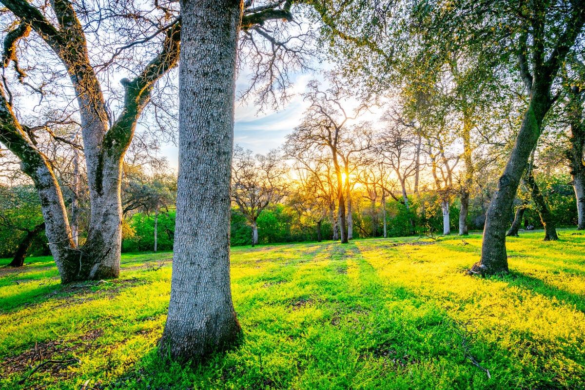 Photo of 36-Acres Collins Dr in Auburn, CA