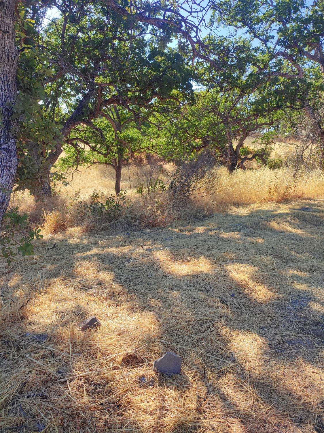 Springfield Point, Corning, California image 17
