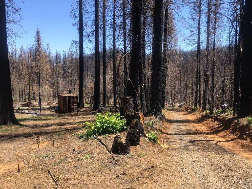 Sheltering Pines Road, Berry Creek, California image 7