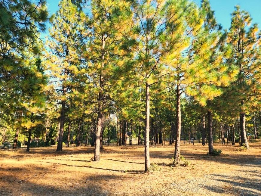 Shawnee Trail, Mountain Ranch, California image 13