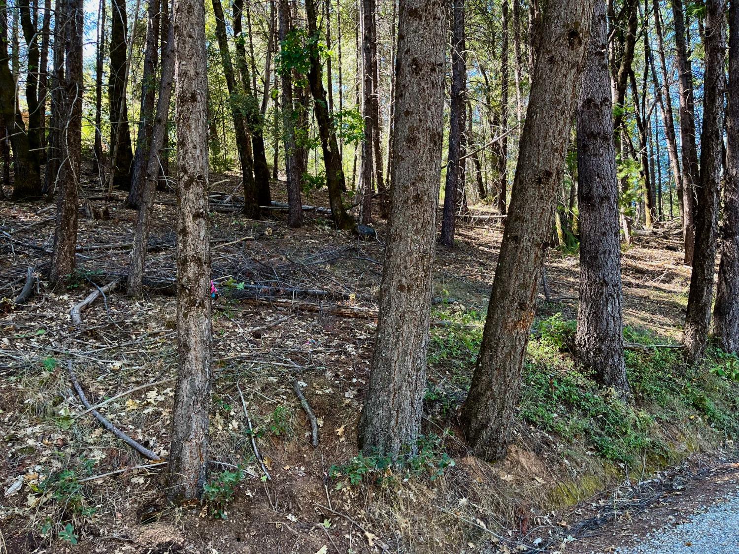 Tree Farm Road, Colfax, California image 16