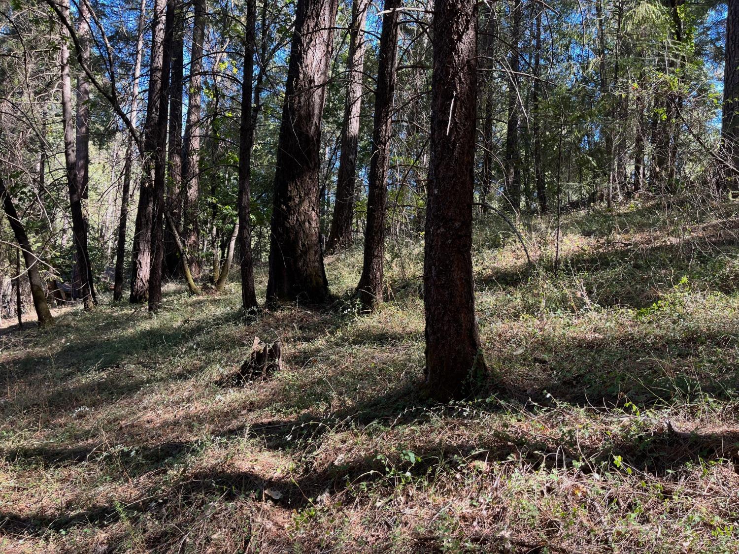 Tree Farm Road, Colfax, California image 12