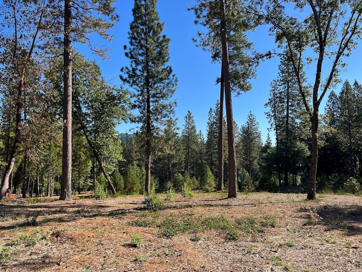 Buffington Court, Nevada City, California image 1