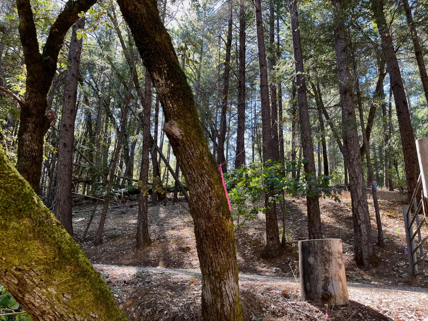 Tree Farm Road, Colfax, California image 5