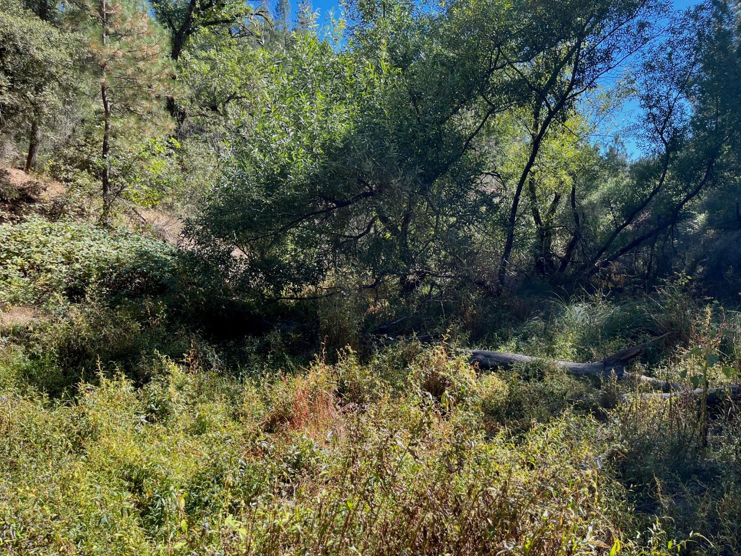 Tree Farm Road, Colfax, California image 7