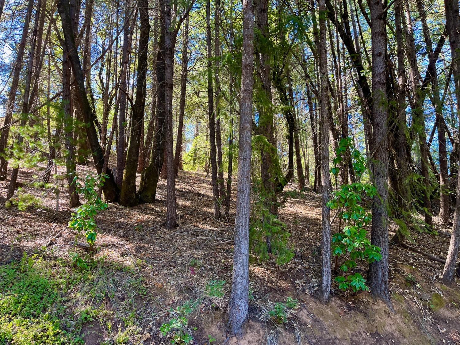 Tree Farm Road, Colfax, California image 4