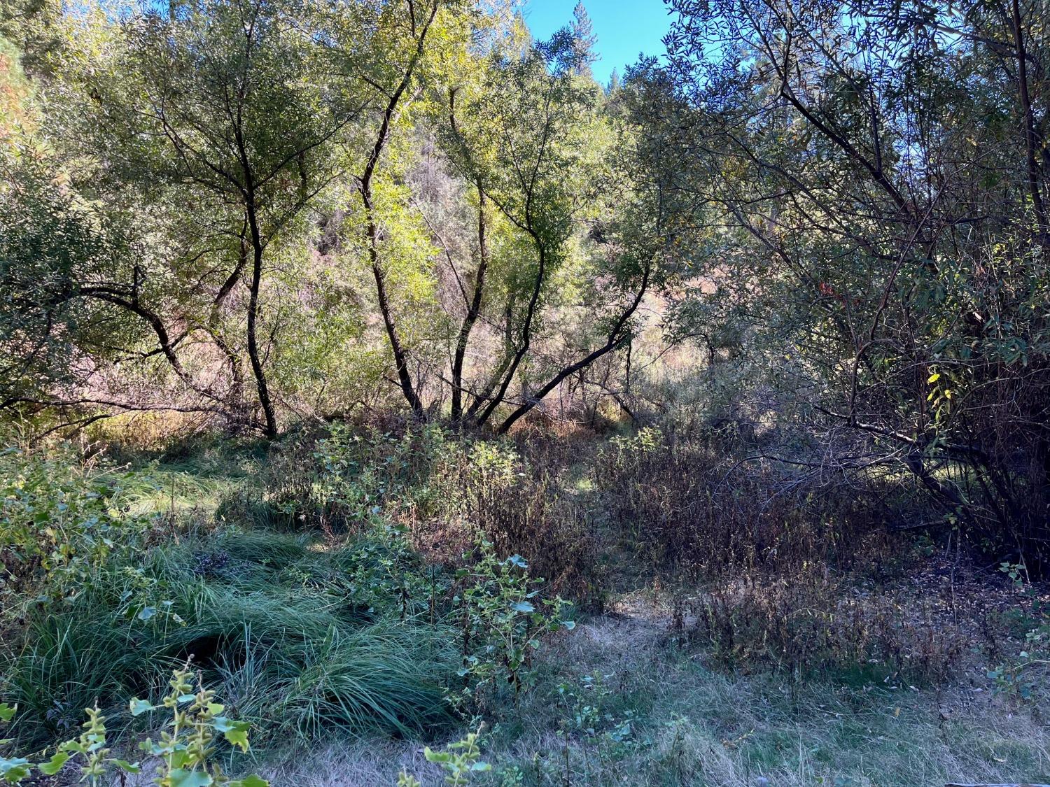 Tree Farm Road, Colfax, California image 3