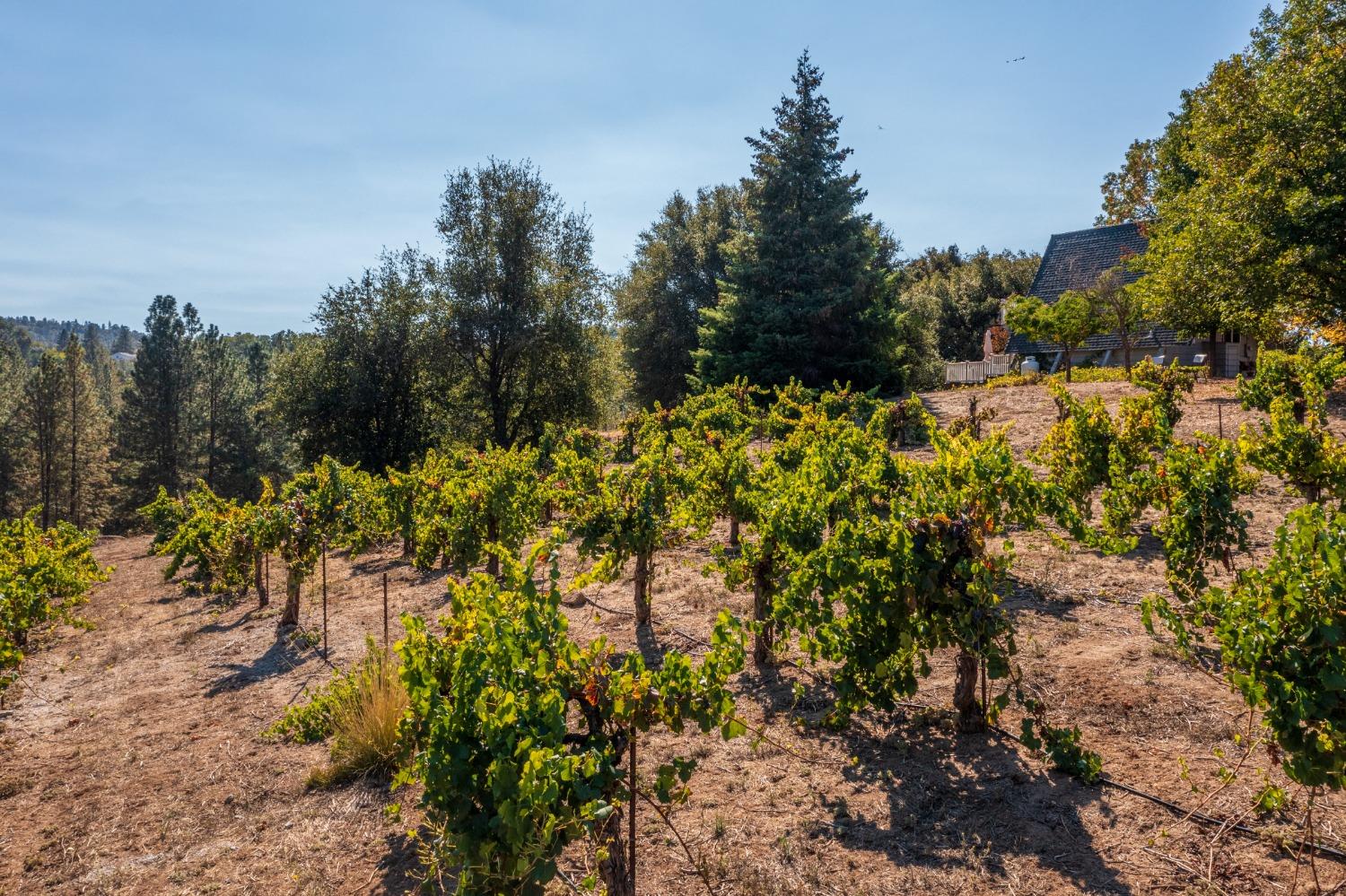 Gray Rock, Somerset, California image 19