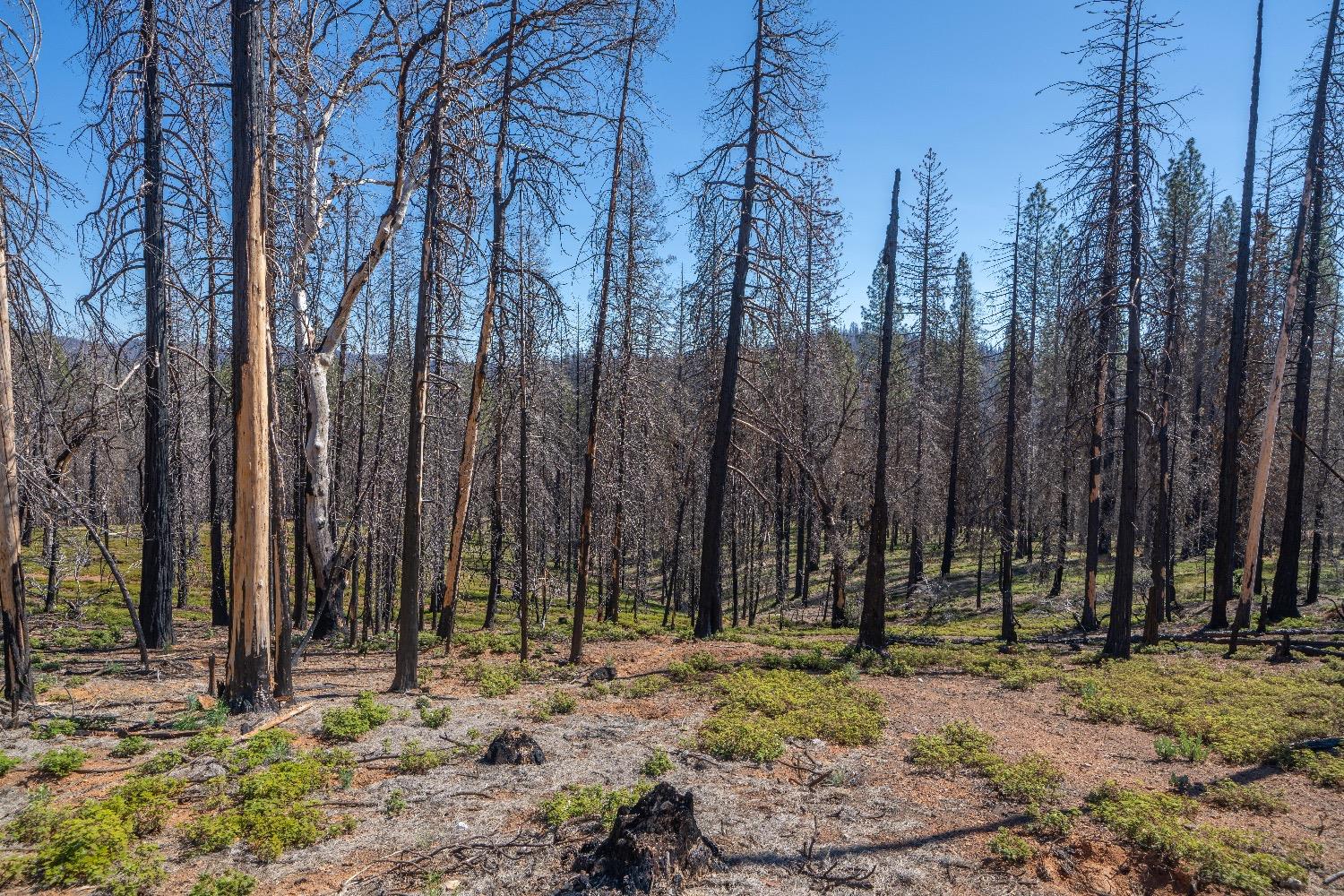 Mount Pleasant Drive, Grizzly Flats, California image 7