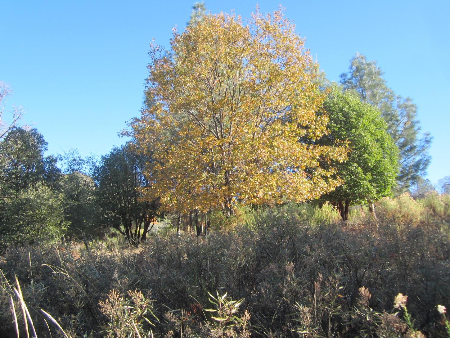 Dyer Way, Placerville, California image 3