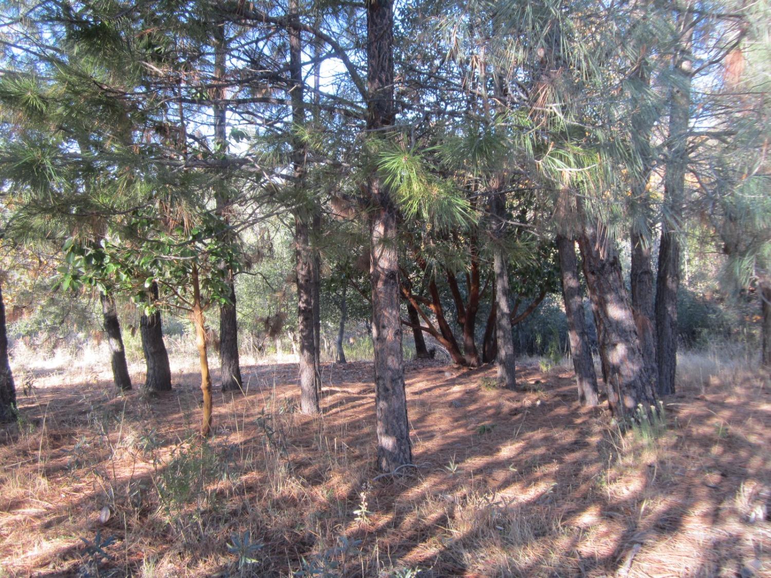 Dyer Way, Placerville, California image 4