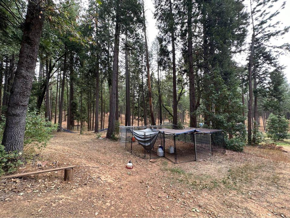 Cable Road, Camino, California image 9